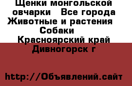 Щенки монгольской овчарки - Все города Животные и растения » Собаки   . Красноярский край,Дивногорск г.